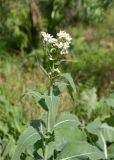 Armoracia sisymbrioides