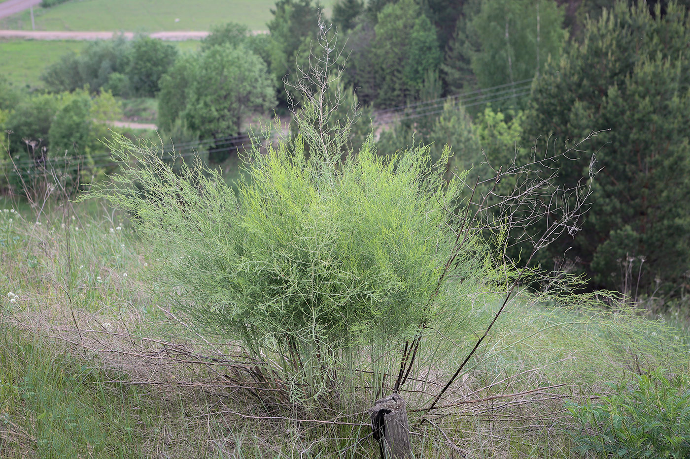 Image of Asparagus officinalis specimen.