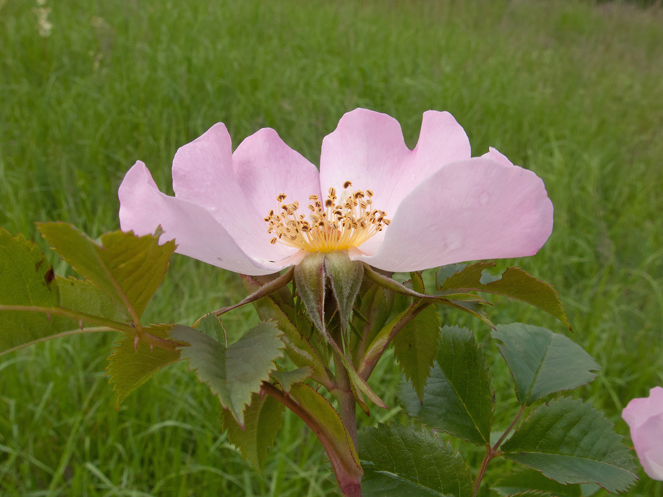 Изображение особи род Rosa.