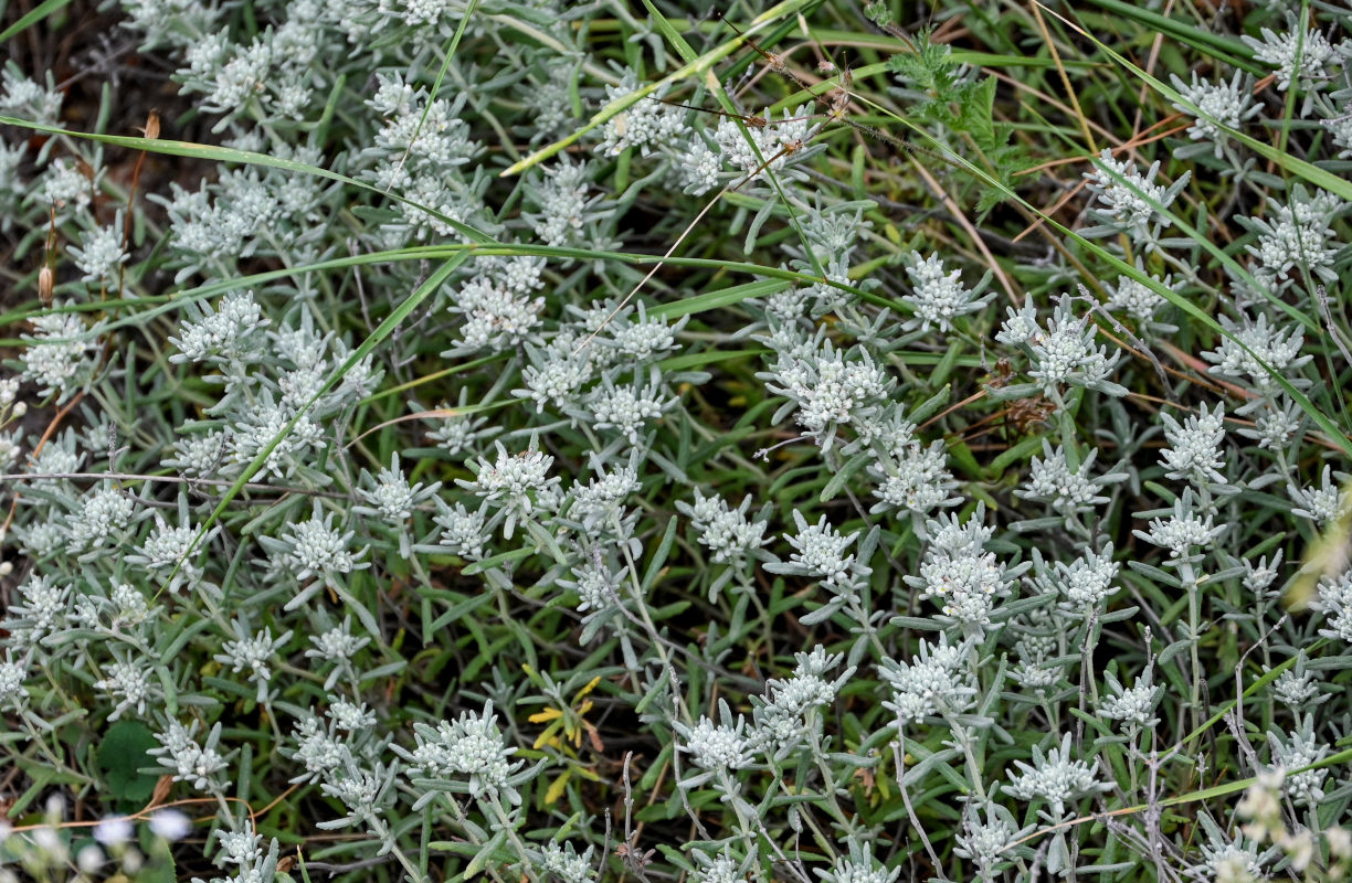 Изображение особи Teucrium capitatum.