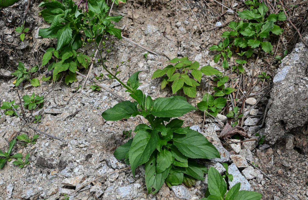 Изображение особи Scrophularia grayana.