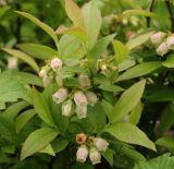 Vaccinium angustifolium. Верхушка ветви с соцветием (различим характерный белый с на солнце розовым цвет венчика; светлые зёрна на побегах – пыльца Betula ssp.). Московская обл., г. Видное, садовый участок, кислый цветник. 14.05.2023.