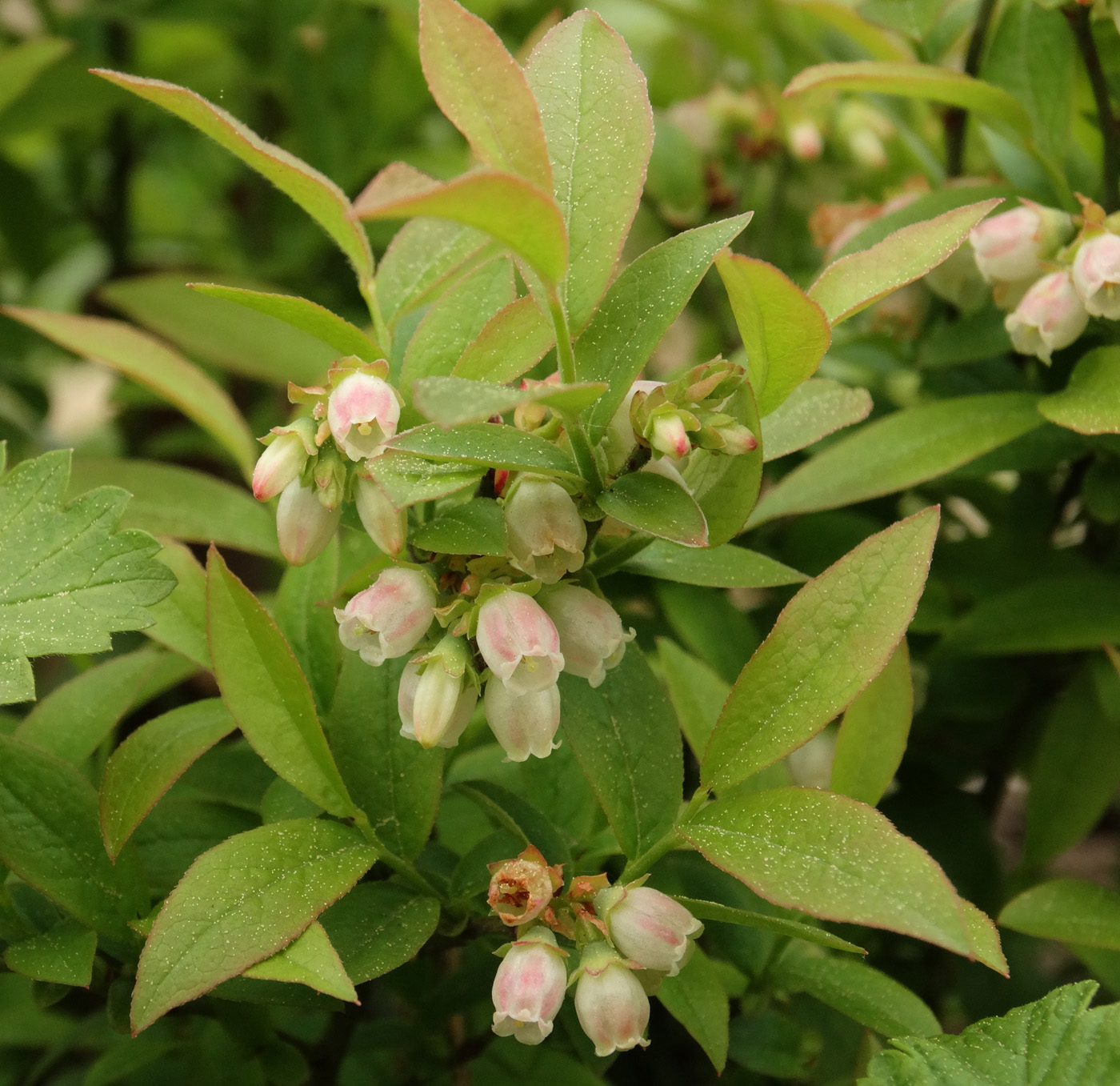 Image of Vaccinium angustifolium specimen.