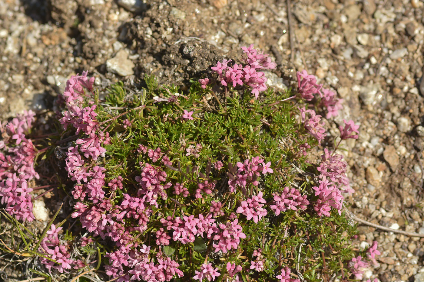 Image of Asperula cristata specimen.