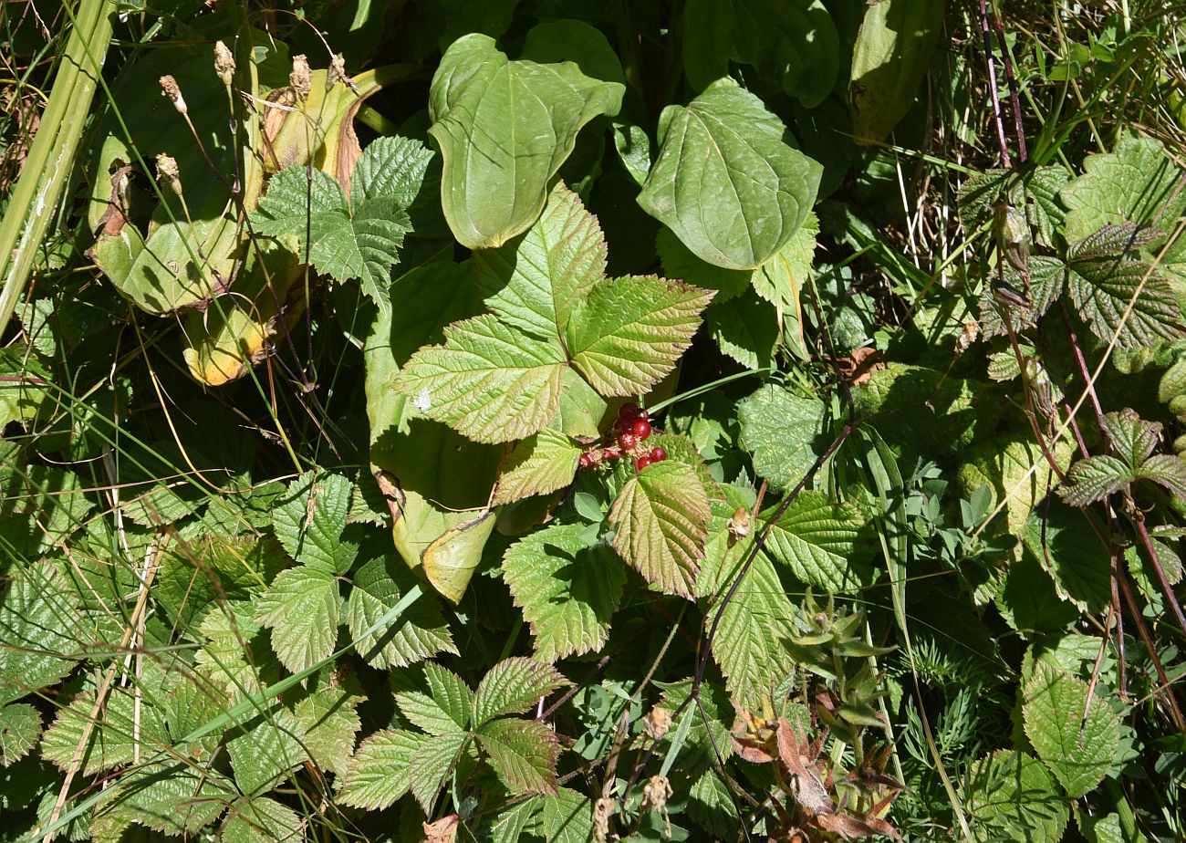 Image of Rubus saxatilis specimen.