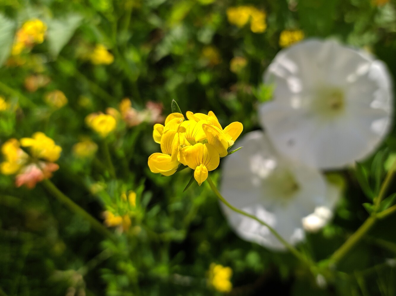 Image of Lotus caucasicus specimen.