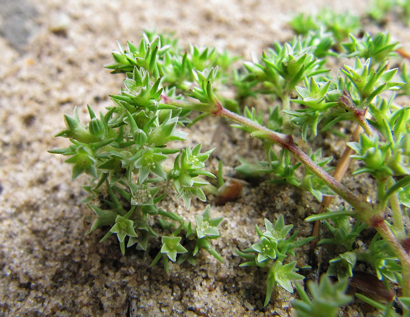 Изображение особи Scleranthus annuus.