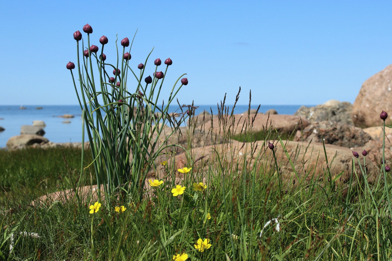 Image of Allium schoenoprasum specimen.