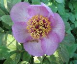 Paeonia daurica. Цветок. Московская обл., Щёлковский р-н, в культуре. 21.05.2024.