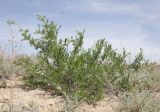 Salsola arbuscula