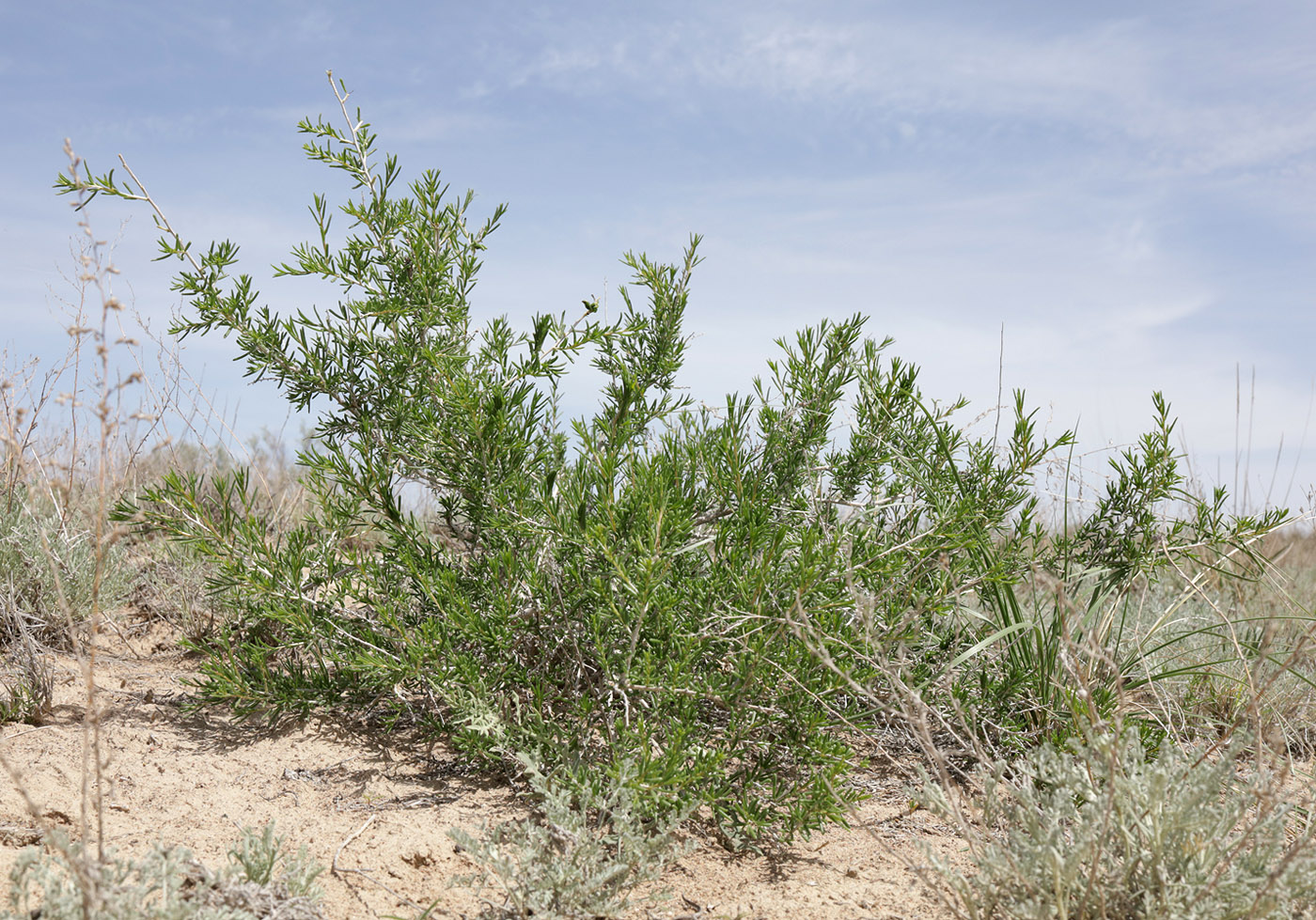 Изображение особи Salsola arbuscula.