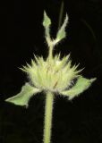 Phlomoides arctiifolia. Верхушка побега цветущего растения. Узбекистан, Кашкадарьинская обл., Китабский р-н, Китабский Государственный геологический заповедник, ≈ 1300 м н.у.м., глинистый склон. 20.05.2024.