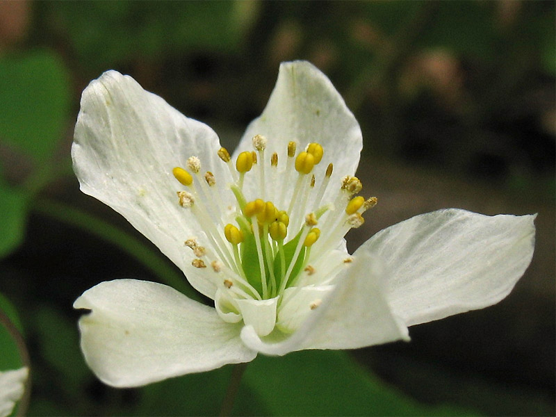 Изображение особи Isopyrum thalictroides.