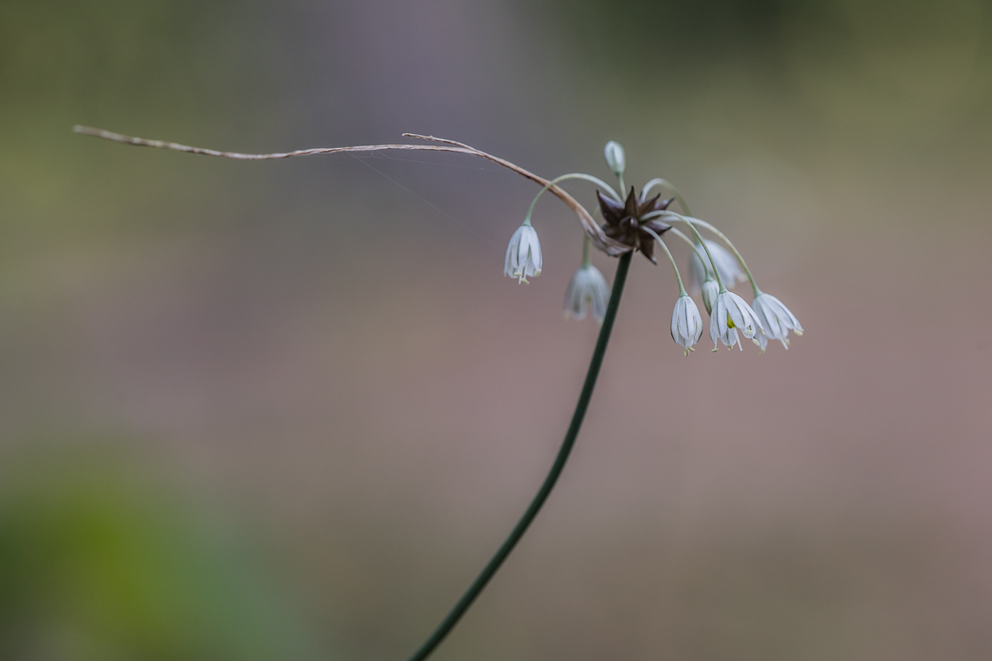 Image of Allium oleraceum specimen.