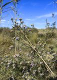 Tripolium pannonicum. Верхушка цветущего растения среди сухих побегов Phragmites australis. Испания, Каталония, пров. Жирона, комарка Альт-Эмпорда, муниципалитет Сан-Педро-Пескадор, устье р. Флувиа, осушенный участок маршевого луга на переходе к приречной растительности отводного канала. 19.10.2024.