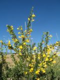 Caragana leucophloea