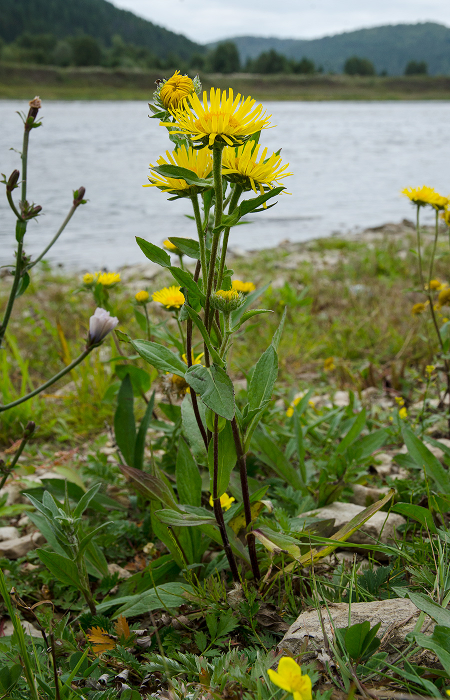 Image of Inula britannica specimen.