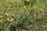 Anthyllis vulneraria