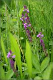 Polygala comosa. Соцветия. Тульская обл., Дубенский р-н, окр. дер. Ивановка, склон долины р. Дубна (\"Ивановские бугры\"). 21.06.2009.