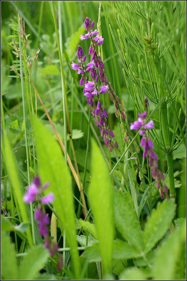 Изображение особи Polygala comosa.