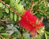 Callistemon phoeniceus