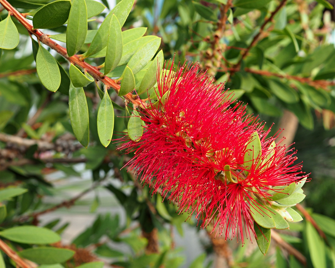 Image of Callistemon phoeniceus specimen.