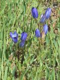 Gentiana olivieri