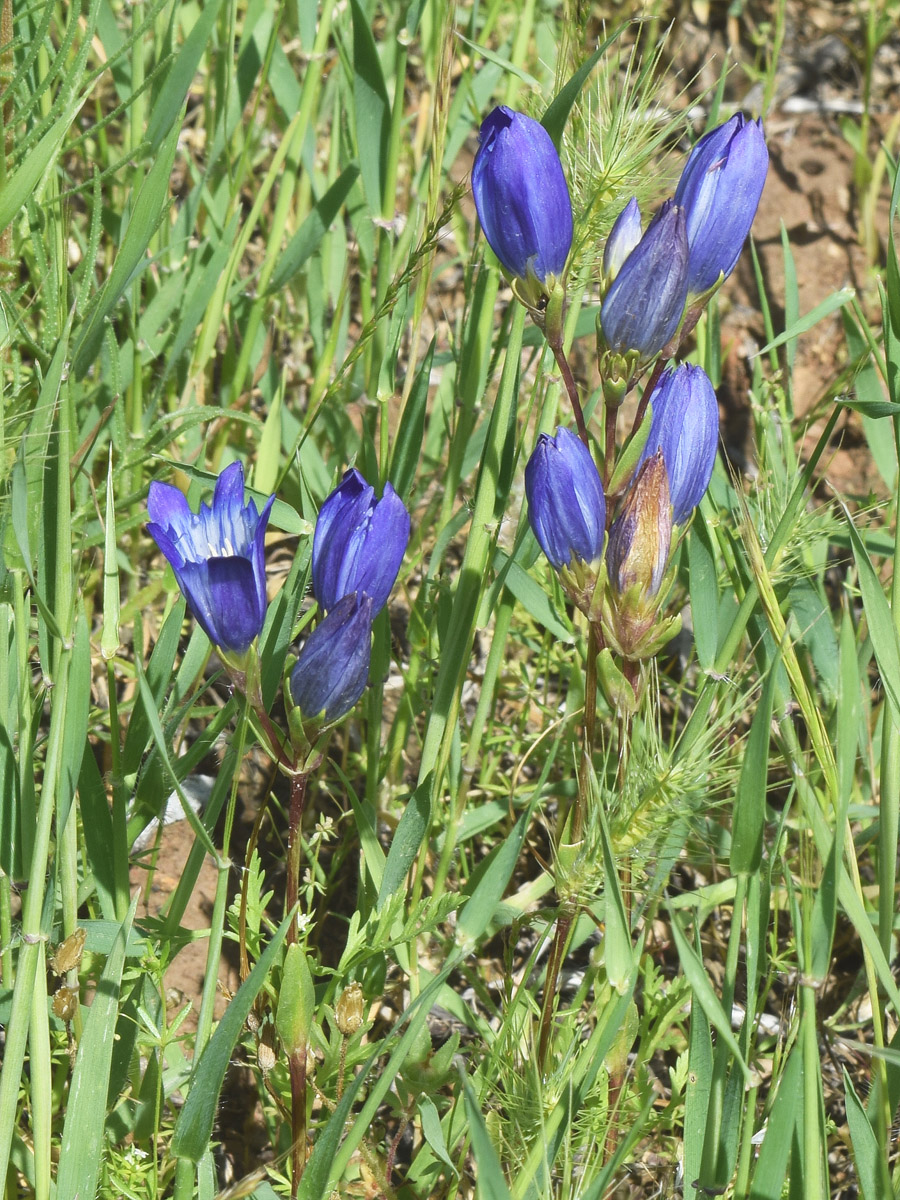 Image of Gentiana olivieri specimen.