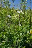 Anemone sylvestris