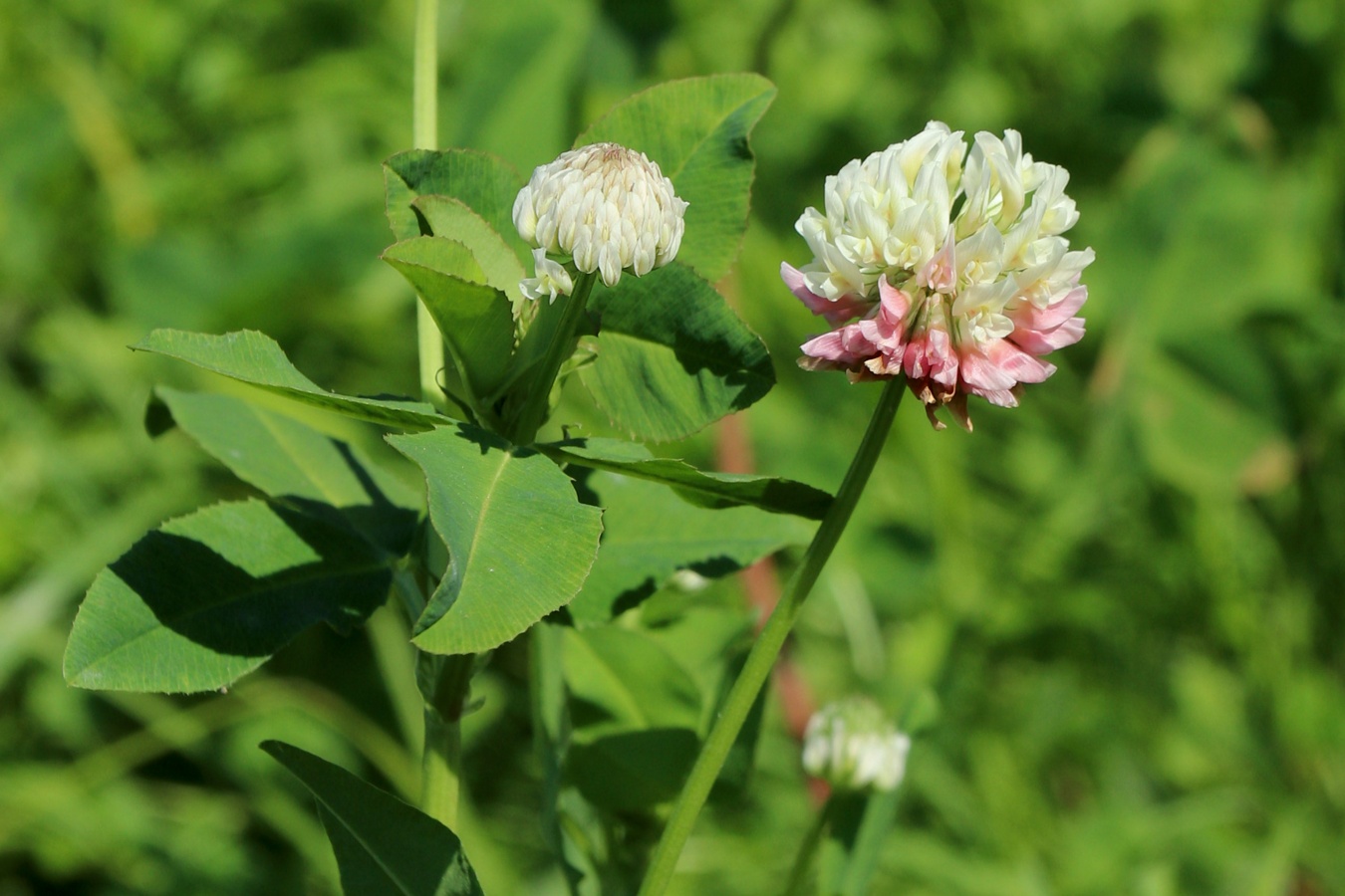Image of Trifolium hybridum specimen.