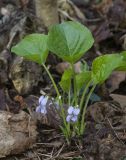 Viola mirabilis