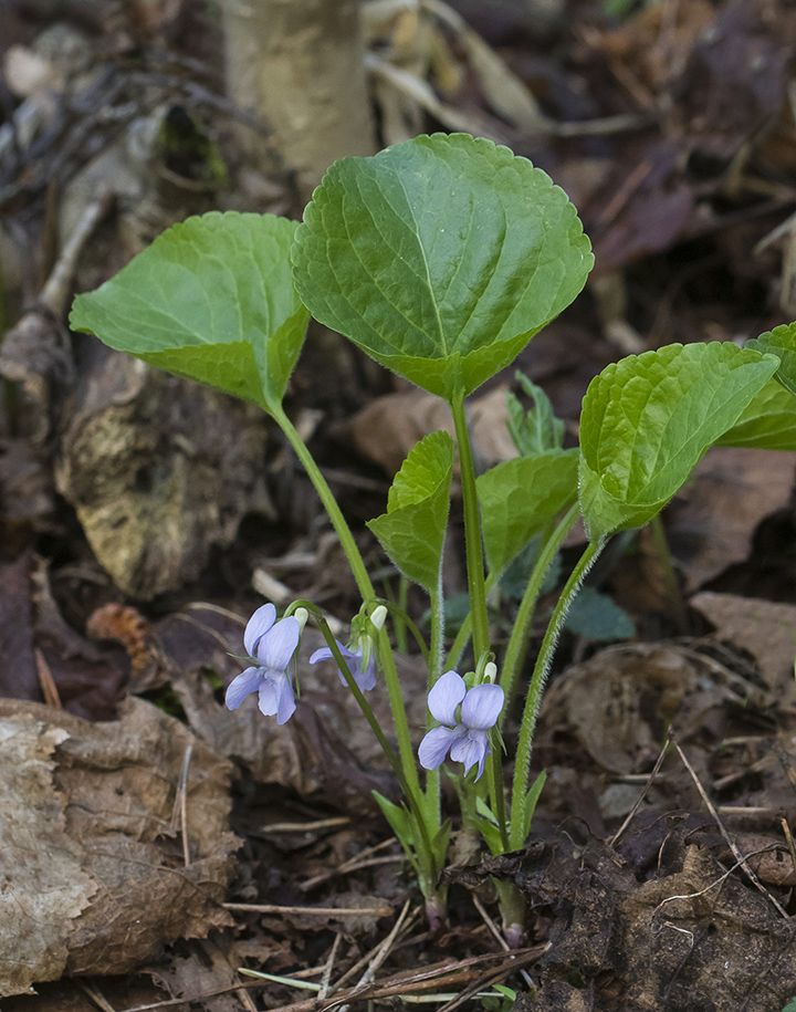 Image of Viola mirabilis specimen.