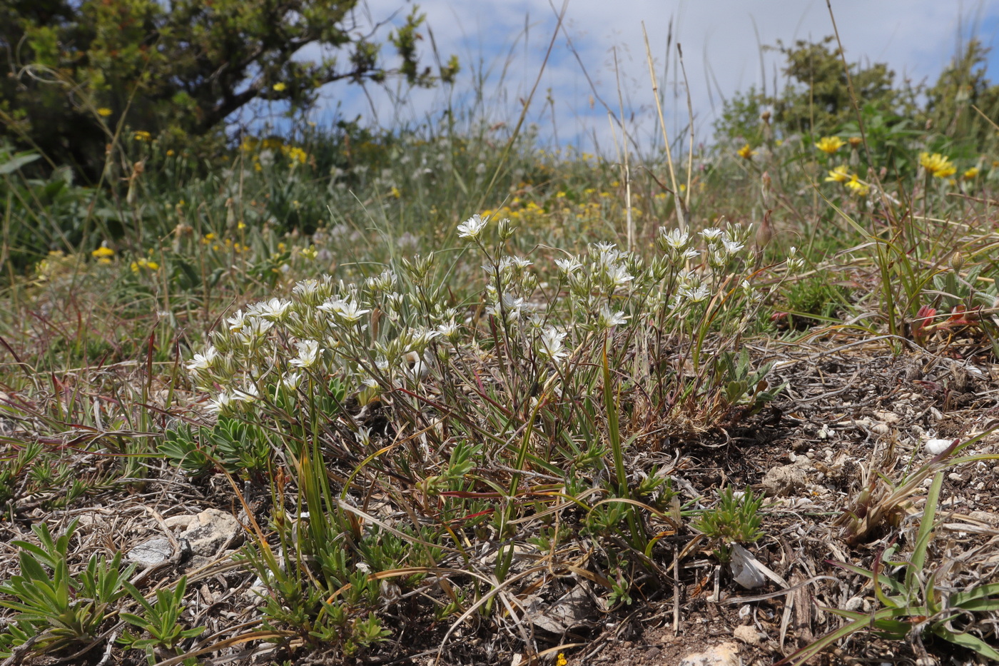 Image of Minuartia euxina specimen.
