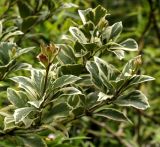 Osmanthus heterophyllus