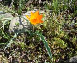 Tulipa ferganica. Цветущее растение. Кыргызстан, Ферганский хр., ущ. р. Сары-Бель (лев. приток р. Нарын), пологие каменистые участки с сообществами эфемеров. 07.04.2025.