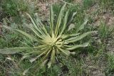 genus Verbascum