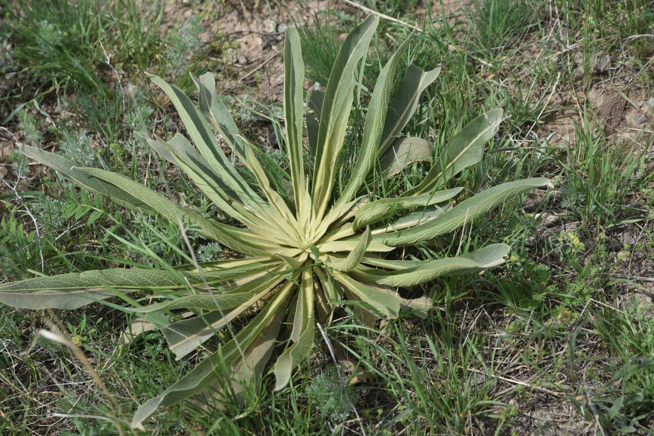 Image of genus Verbascum specimen.