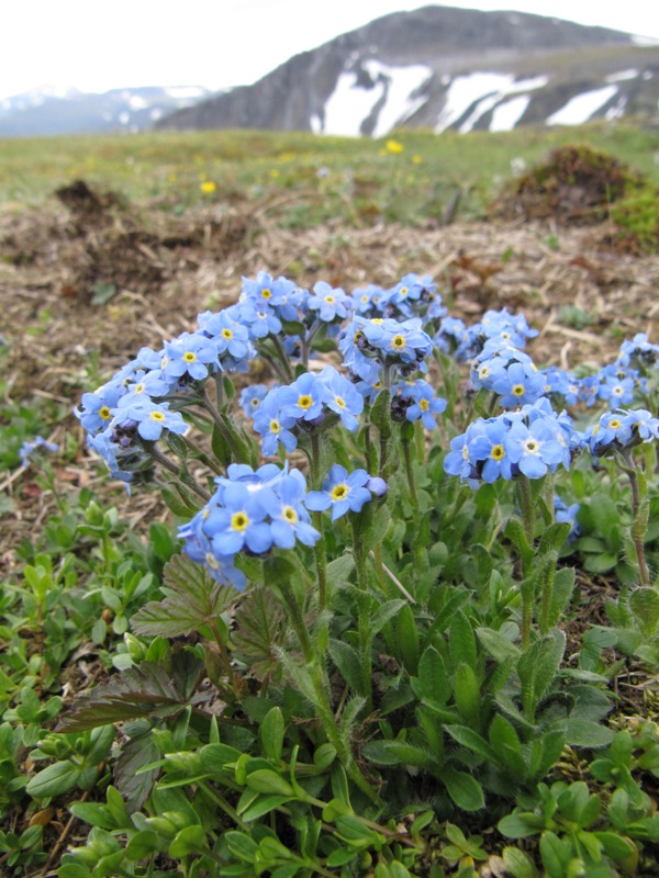 Image of Eritrichium villosum specimen.