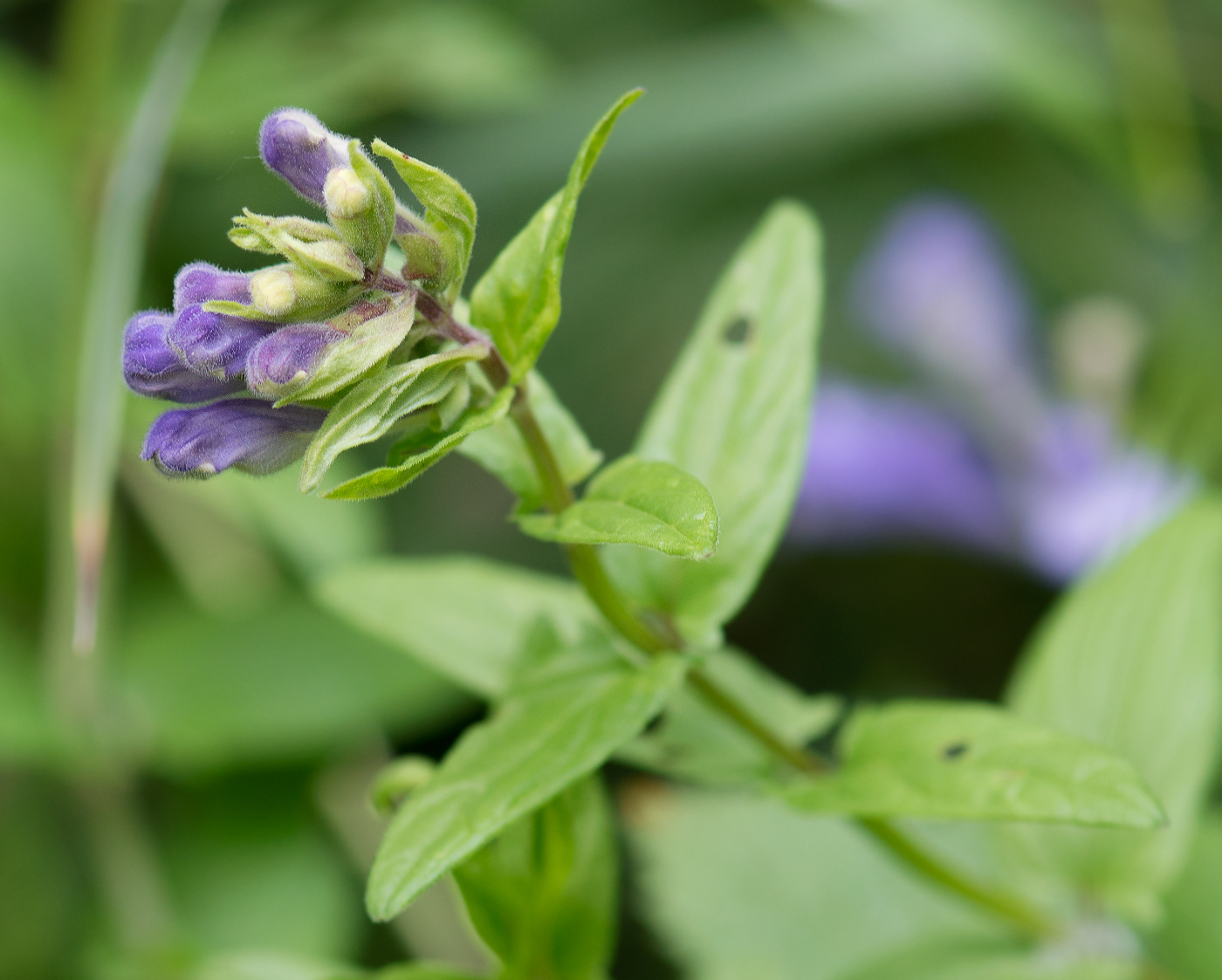 Image of Scutellaria hastifolia specimen.