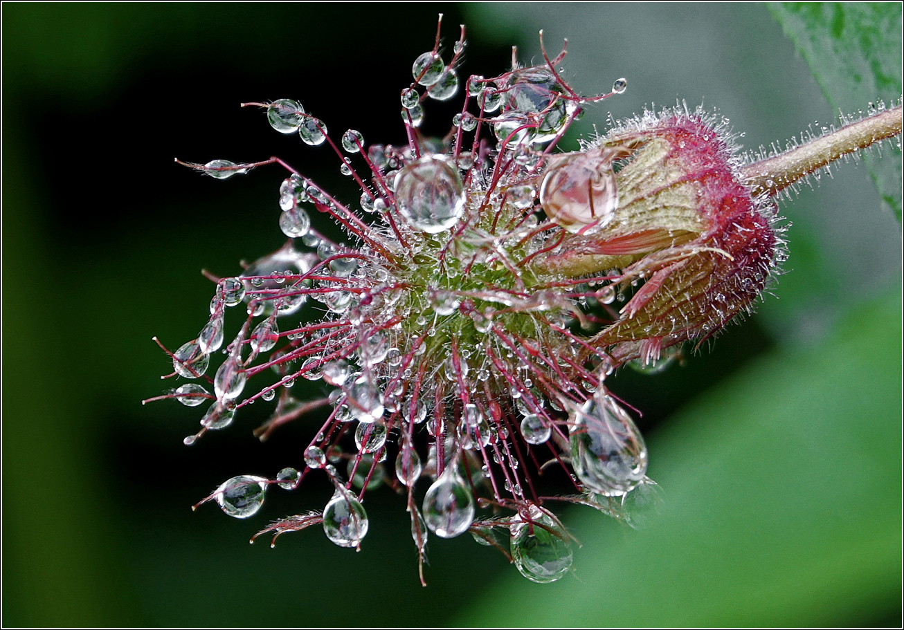 Image of Geum rivale specimen.