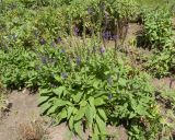 Salvia nemorosa. Цветущее растение. Краснодар, ул. Красная, Александровский бульвар, газон. 12.07.2025.