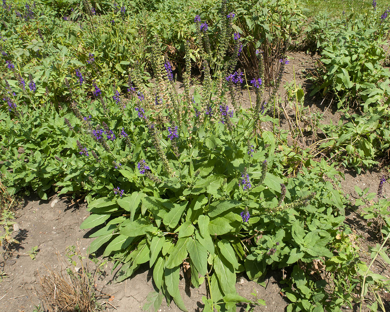 Image of Salvia nemorosa specimen.