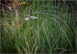 Carex acuta