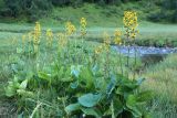 Ligularia subsagittata. Цветущие растения. Карачаево-Черкесия, Зеленчукский р-н, окр. пос. Архыз, дол. р. Малая Дукка, влажный луг. 22.07.2027.