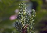 Picea glauca. Верхушка молодого растения. Московская обл., Раменский р-н, окр. дер. Хрипань, садовый участок. 06.07.2025.