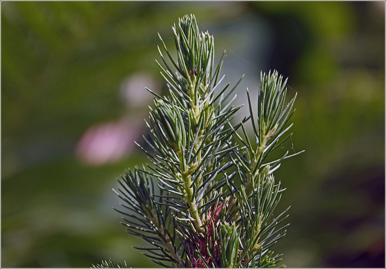 Изображение особи Picea glauca.