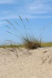 Festuca sabulosa. Плодоносящее растение. Ленинградская обл., Кингисеппский р-н, окр. дер. Выбье, песчаный береговой вал, тыльная сторона гребня. 13.07.2025.