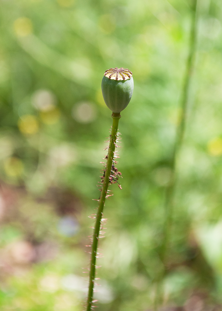 Image of Papaver rhoeas specimen.