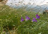 Campanula ciliata. Верхушка цветущего растения. Карачаево-Черкесия, Малокарачаевский р-н, гора Большой Бермамыт, скальная полка, ≈ 2590 м н.у.м., субальпийский луг. 25.07.2025.