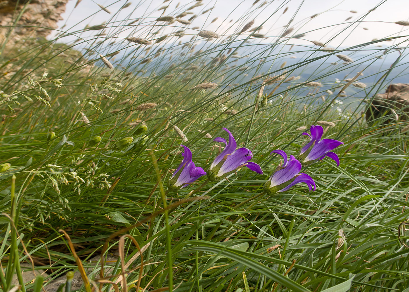 Image of Campanula ciliata specimen.
